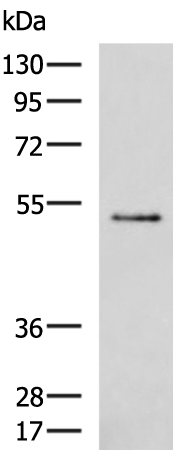 Anti-EVL Rabbit Polyclonal Antibody