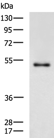 Anti-ARMT1 Rabbit Polyclonal Antibody