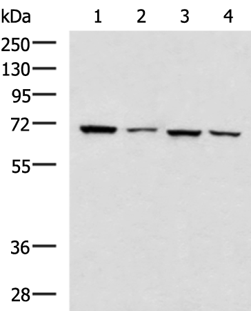 Anti-DNAI2 Rabbit Polyclonal Antibody