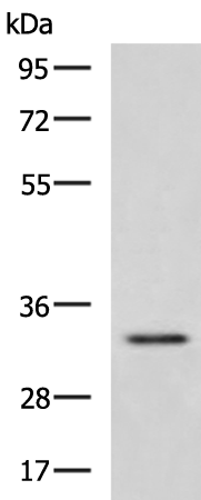 Anti-HEXIM2 Rabbit Polyclonal Antibody