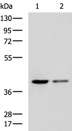 Anti-MTG2 Rabbit Polyclonal Antibody