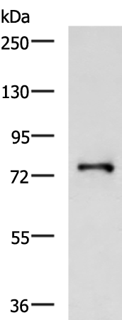 Anti-GALNT3 Rabbit Polyclonal Antibody