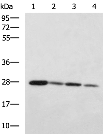 Anti-IDI2 Rabbit Polyclonal Antibody