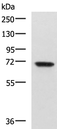 Anti-EBF3 Rabbit Polyclonal Antibody