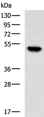 Anti-IQCC Rabbit Polyclonal Antibody