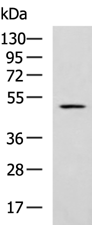 Anti-IL-1 Receptor Like 2 Rabbit Polyclonal Antibody