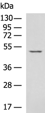 Anti-OXSM Rabbit Polyclonal Antibody