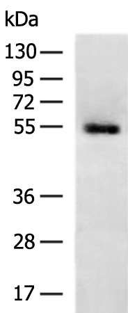 Anti-SUCLA2 Rabbit Polyclonal Antibody