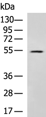 Anti-SNX17 Rabbit Polyclonal Antibody