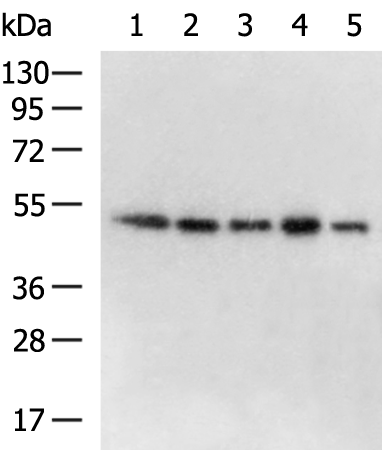Anti-ATXN10 Rabbit Polyclonal Antibody