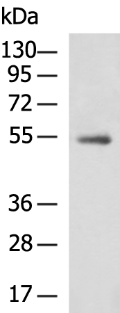 Anti-ZNF639 Rabbit Polyclonal Antibody