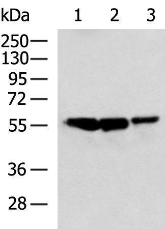 Anti-Cytochrome P450 51A1 Rabbit Polyclonal Antibody