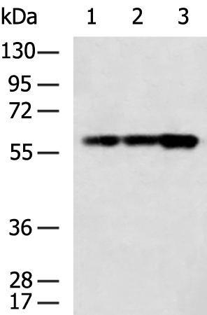 Anti-TOE1 Rabbit Polyclonal Antibody