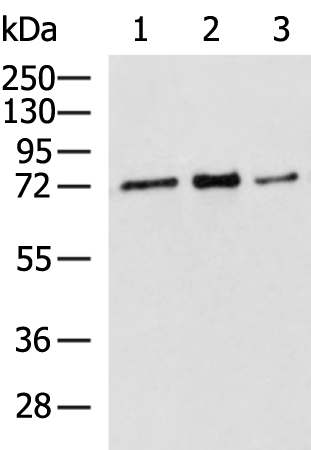 Anti-RPUSD2 Rabbit Polyclonal Antibody