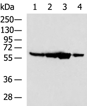 Anti-PTBP2 Rabbit Polyclonal Antibody