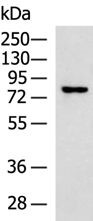 Anti-SP110 Rabbit Polyclonal Antibody