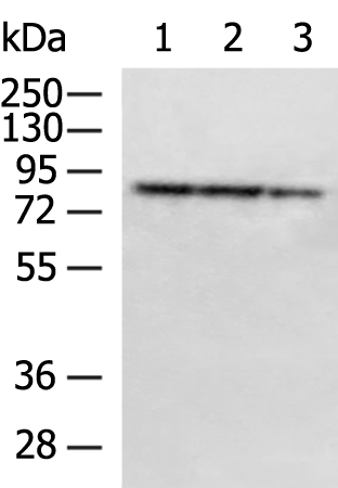 Anti-PTCD3 Rabbit Polyclonal Antibody