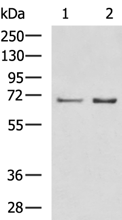 Anti-ORC2 Rabbit Polyclonal Antibody
