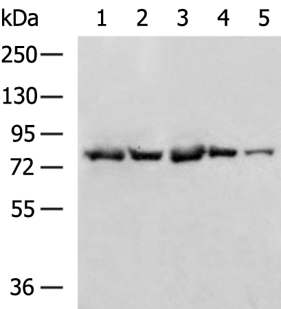 Anti-RHPN2 Rabbit Polyclonal Antibody