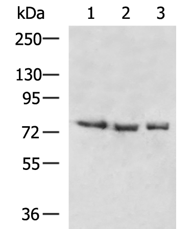 Anti-RASGRP3 Rabbit Polyclonal Antibody