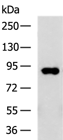 Anti-PLOD3 Rabbit Polyclonal Antibody