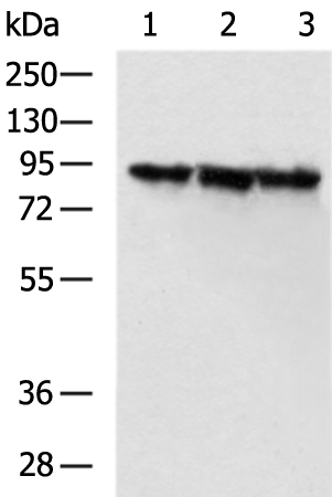 Anti-LETM1 Rabbit Polyclonal Antibody