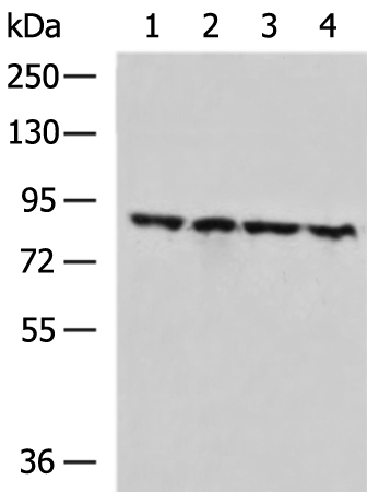 Anti-ZNF184 Rabbit Polyclonal Antibody