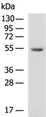Anti-ATL1 Rabbit Polyclonal Antibody