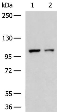 Anti-INTS7 Rabbit Polyclonal Antibody