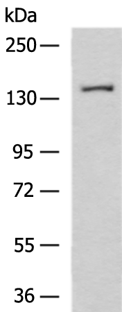 Anti-VARS1 Rabbit Polyclonal Antibody