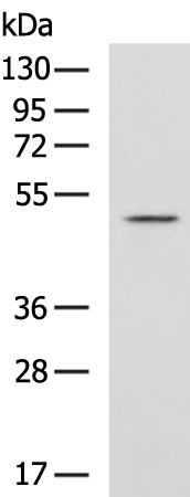 Anti-ATAT1 Rabbit Polyclonal Antibody