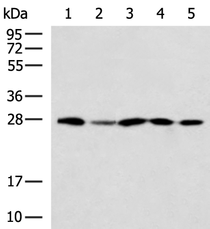 Anti-DNAJB8 Rabbit Polyclonal Antibody