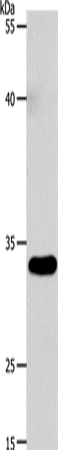 Anti-VGLL1 Rabbit Polyclonal Antibody