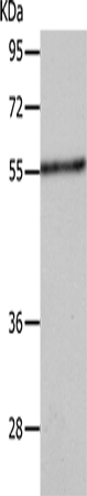 Anti-SLC18A1 Rabbit Polyclonal Antibody