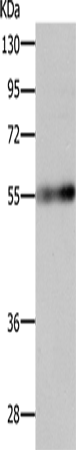 Anti-VAT2 Rabbit Polyclonal Antibody