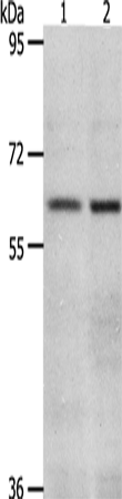 Anti-Vanin 2 Rabbit Polyclonal Antibody