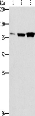 Anti-ZNF624 Rabbit Polyclonal Antibody