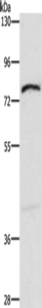 Anti-XPNPEP1 Rabbit Polyclonal Antibody