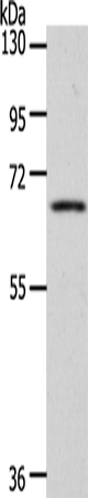 Anti-WBP11 Rabbit Polyclonal Antibody