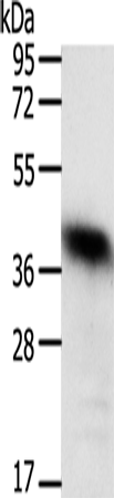 Anti-WDR74 Rabbit Polyclonal Antibody