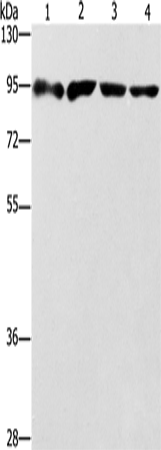 Anti-ZBTB10 Rabbit Polyclonal Antibody