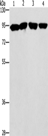 Anti-ZBTB10 Rabbit Polyclonal Antibody