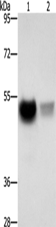 Anti-CREBZF Rabbit Polyclonal Antibody