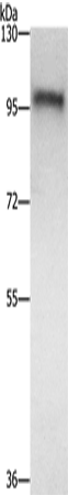 Anti-ZFP28 Rabbit Polyclonal Antibody