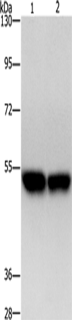 Anti-ZFYVE19 Rabbit Polyclonal Antibody
