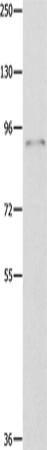 Anti-PGP9 Rabbit Polyclonal Antibody