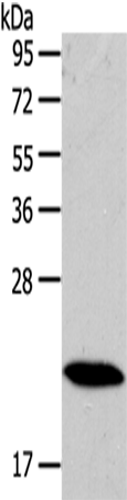 Anti-Rab18 Rabbit Polyclonal Antibody