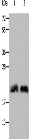 Anti-RhoB Rabbit Polyclonal Antibody