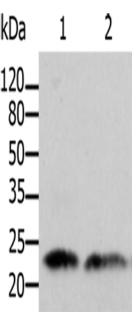 Anti-ARF1 Rabbit Polyclonal Antibody