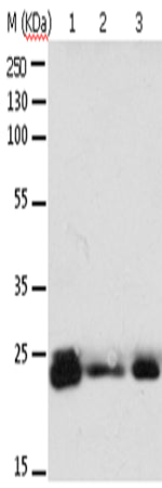 Anti-Rab6A Rabbit Polyclonal Antibody
